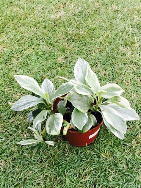 Peperomia Obtusifolia Variegata Baby Rubber Plant Variegated Peperomia