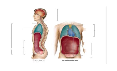 Body Cavities Diagram Quizlet