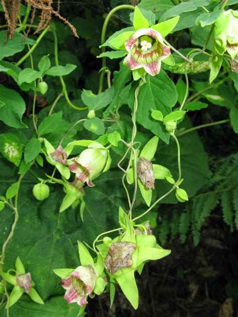 Plant of the Day: Plant of the day is: Codonopsis lanceolata or bonnet ...