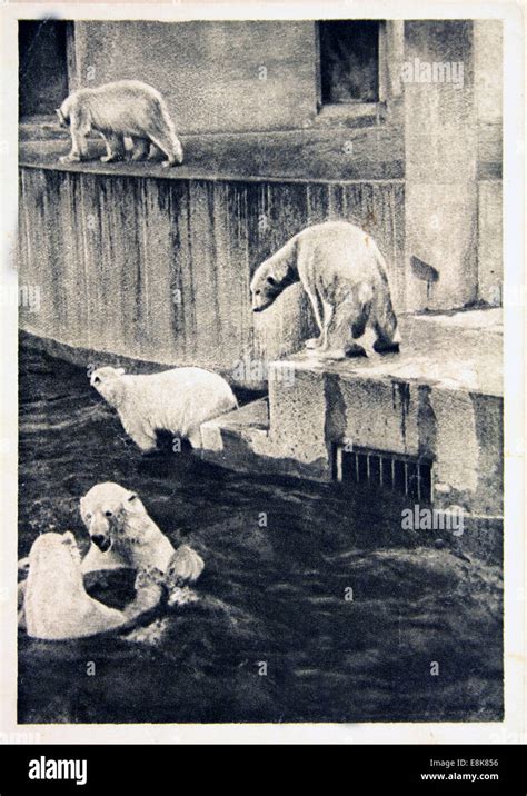 Reproduction Of Antique Postcard Shows Polar Bears Circa S Ussr