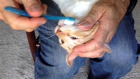 How To Brush Cat Teeth Cornell Brushing Your Cat S Teeth Part