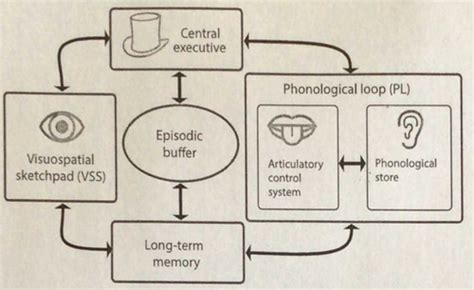 The Working Memory Model Flashcards Quizlet