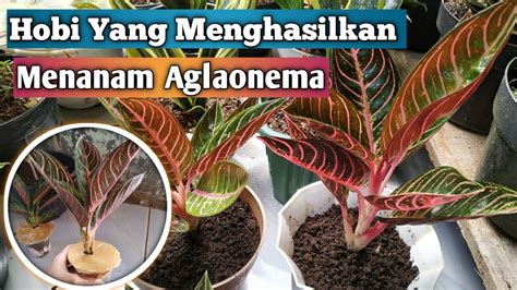 Aglaonema Pride Of Sumatera Si Ratu Daun Yang Banyak Di Buru Para