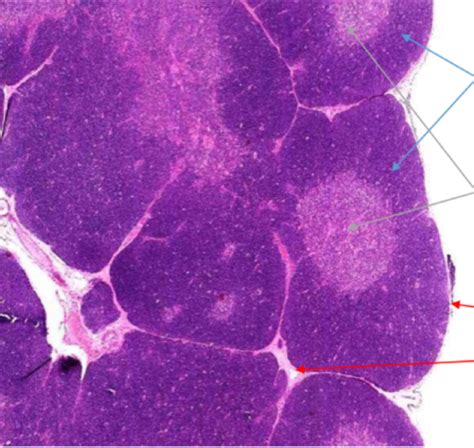 Histology Of Lymphoid Organs Organ Identification Flashcards Quizlet