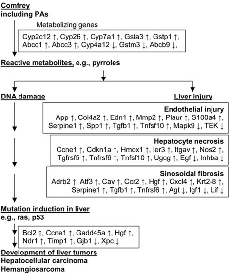 Integration Of Gene Expression With The Proposed Mechanistic Pathway