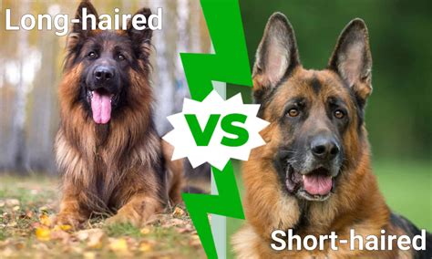 Long-Haired German Shepherd vs Short-Haired: 3 Differences Explained - Animals latest news ...