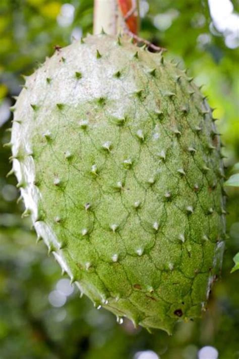 Annona Muricata Soursop Giant Graviola Tropical Fruit Plant Etsy