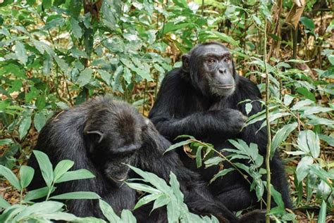 Chimpanzee Trekking In Kibale National Park Chimpundu Lodge