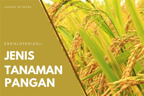 Jenis Tanaman Pangan Dan Ciri Serta Pemanfaatannya Ensiklopediasli