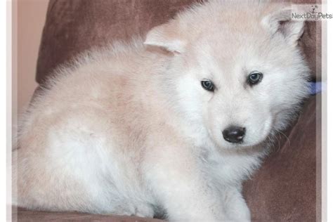 Wolf Hybrid puppy for sale near Las Vegas, Nevada | 5953485c-2aa1