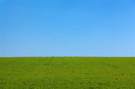 Green Grass Field During Daytime Hd Wallpaper Wallpaper Flare