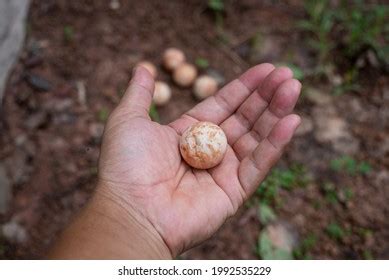 Snapping Turtle Egg Nest Over 82 Royalty Free Licensable Stock Photos