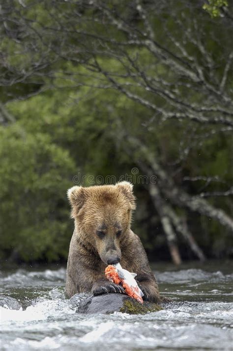 Brown bear eating salmon stock image. Image of fear, salmon - 2059235