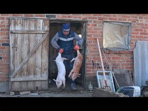 ГЛАВНОЕ СТАРТОНУТЬ, чем кормлю поросят ,домашний бизнес, корм ,откорм ...