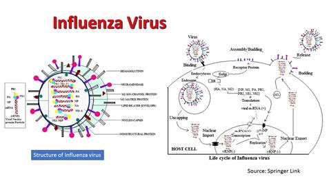 Influenza Virus Introduction Properties Pathogenicity Lab Diagnosistre