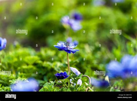 Blue Flower And Green Grass Stock Photo Alamy