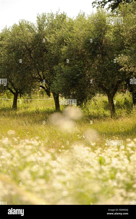 Bardolino - Lake Garda - Italy Stock Photo - Alamy