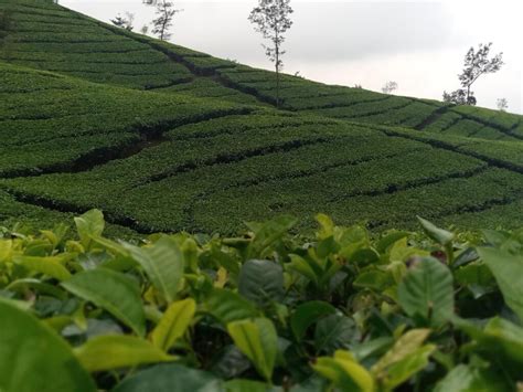 Lokasi Dan Harga Tiket Masuk Kebun Teh Tambi Wonosobo Persembahan