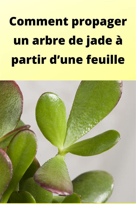 Comment propager un arbre de jade à partir dune feuille Artofit