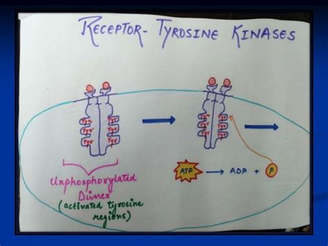 Enzyme Linked Cell Surface Receptors Ppt