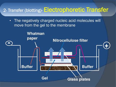 Ppt Blotting Techniques Powerpoint Presentation Free Download Id