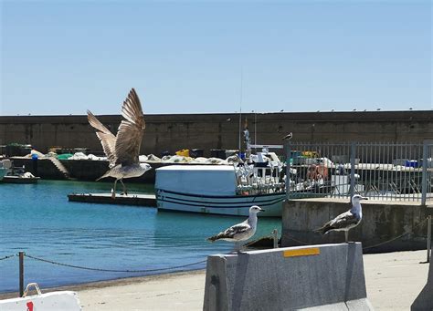 Gaviotas En El Puerto Oznorcoqr Javier Cuevas Flickr