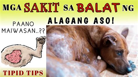 Sakit Sa Balat Ng Aso Problema Sa Balat Ng Aso Dog Skin Allergy