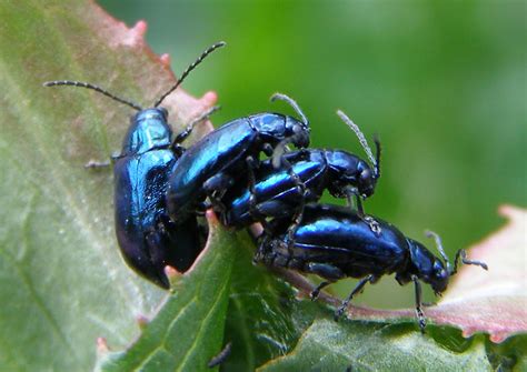 Blue Beetles - Life and Opinions - Life and Opinions