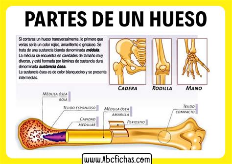 Partes De Un Hueso Dinami