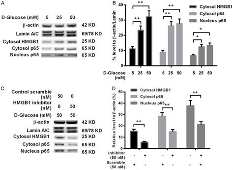 Hmgb Is Activated In Type Diabetes Mellitus Patients And In