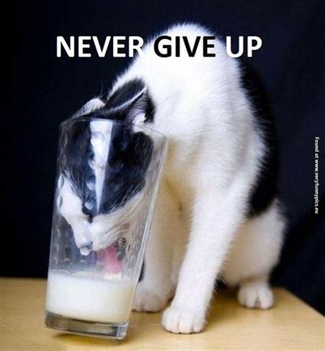 Never Give Up Quotes Cat. QuotesGram