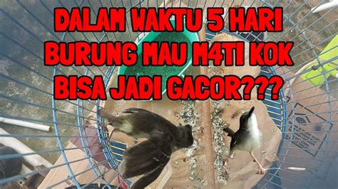 KOK BISA YA BURUNG SEKAR4T MAU M4TI DALAM WAKTU 5 HARI MALAH JADI