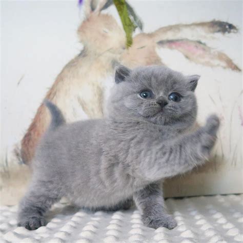 Cute Fluffy Gray Kittens