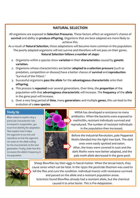 Biology As Level Ocr Revision Notes Classification Teaching Resources