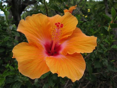 Orange Hibiscus flower, Big Island, Hawaii | troy mckaskle | Flickr