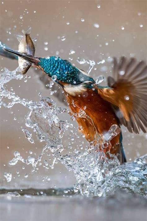 Kingfisher's terrific diving & fishing shots [with videos] - Illuzone