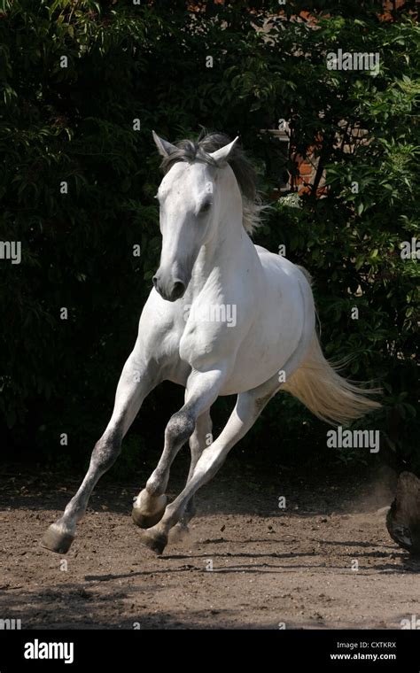 Lippizaner horses hi-res stock photography and images - Alamy