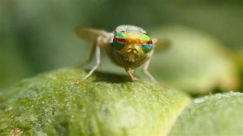 La Fascinante Mosca Con Los Ojos Arcoíris