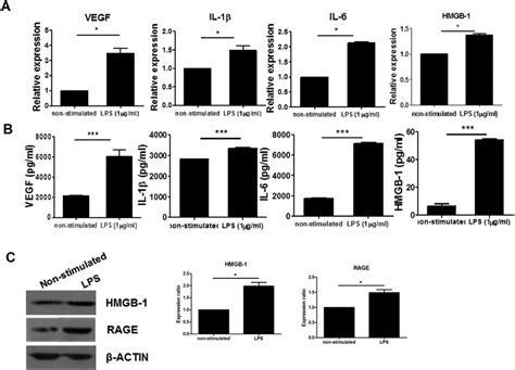 Lps Stimulated Increase In The Expression Of Proinflammatory Factors In