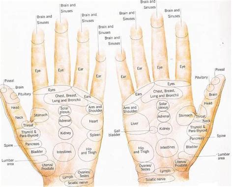 Reflexology Hand Chart A Detailed Example Reflexology Hand Chart Hand Reflexology