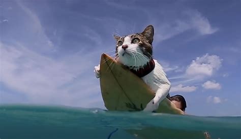 A Surfing Cat Meet Hokulea The Hawaiian Feline Who Loves The Water