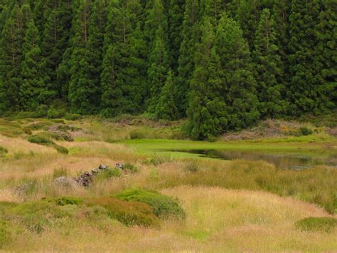 無料画像 風景 木 森林 沼地 荒野 草原 風光明媚な 牧草地 リッジ プレーン 植生 湿地 高原 生息地