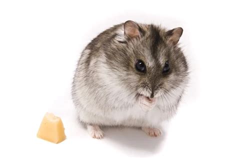 Little dwarf hamster eating cheese — Stock Photo © Hintau_Aliaksey #3289089