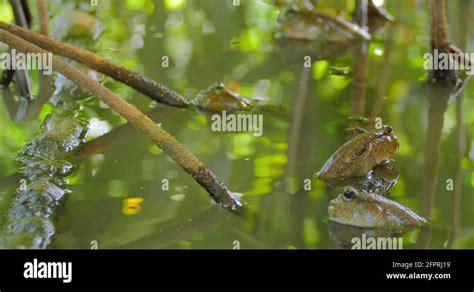 Mangrove forest fish Stock Videos & Footage - HD and 4K Video Clips - Alamy