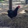 French Standards for Raising Bresse Meat Chickens | BackYard Chickens ...