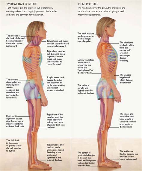 Strengthening Of The Core Is The Best Way To Improve Your Posture And