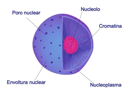 nucleo celular  es partes  funcion enciclopedia significados