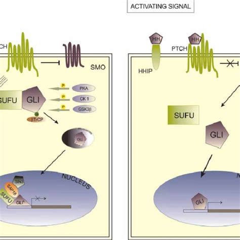 Illustration Of The Hedgehog Signaling Pathway A In The Absence Of