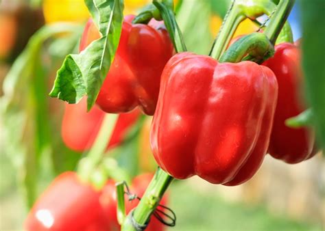 Culture de légumes sous serre France Serres