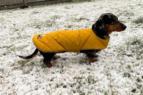 Custom Fit Waterproof Dachshund Coat Dachshund Raincoat Dog - Etsy UK